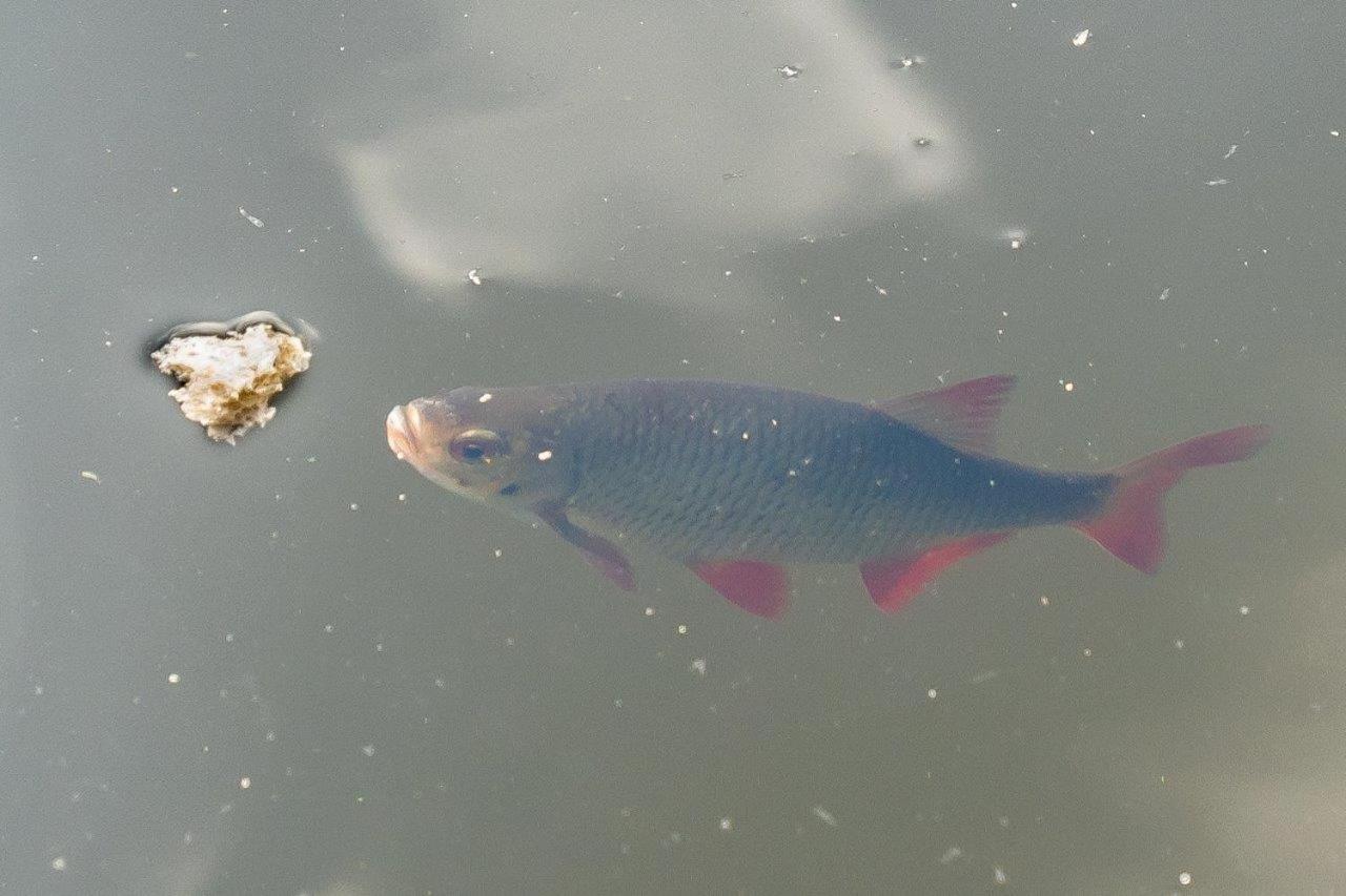 Schwimmpod An Der Peene Anklam Kültér fotó